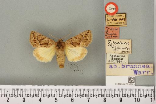 Thalpophila matura (Hufnagel, 1766) - NHMUK_010536302_590630