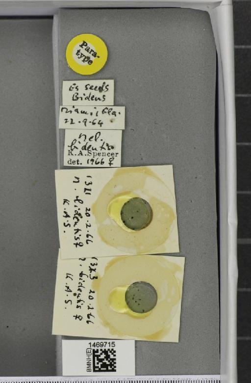 Melanagromyza bidentis Spencer, 1966 - BMNHE_1469715_label_45096