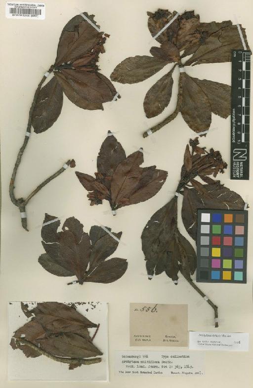 Archytaea triflora Mart. - BM000583205