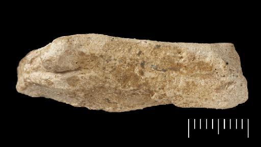Petauroidea Bonaparte, 1838 - Image of NHMUK PV OR 40157 image 4