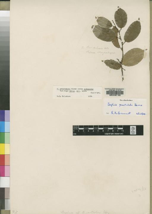 Baphia punctulata subsp. palmensis Soladoye - BM000601929