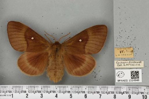 Lasiocampa quercus quercus ab. olivacea Tutt, 1902 - BMNHE_1524940_193808
