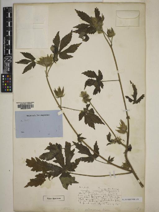 Hibiscus andongensis Hiern - 000645495