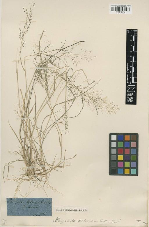 Eragrostis pilosa (L.) P.Beauv. - BM001134175