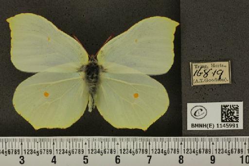 Gonepteryx rhamni (Linnaeus, 1758) - BMNHE_1145991_100190