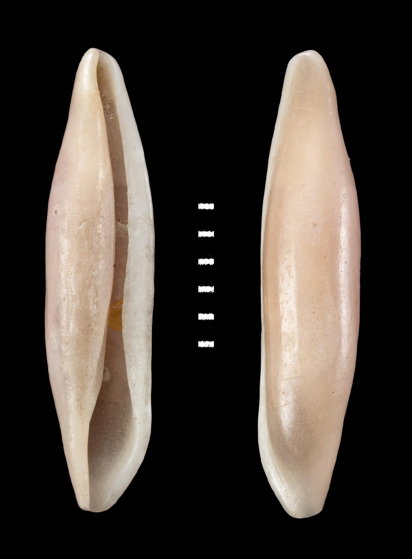 To NHMUK collection (Ovulum lanceolatum G. B. Sowerby II, 1849; LECTOTYPE AND PARALECTOTYPES; NHMUK:ecatalogue:2386305)