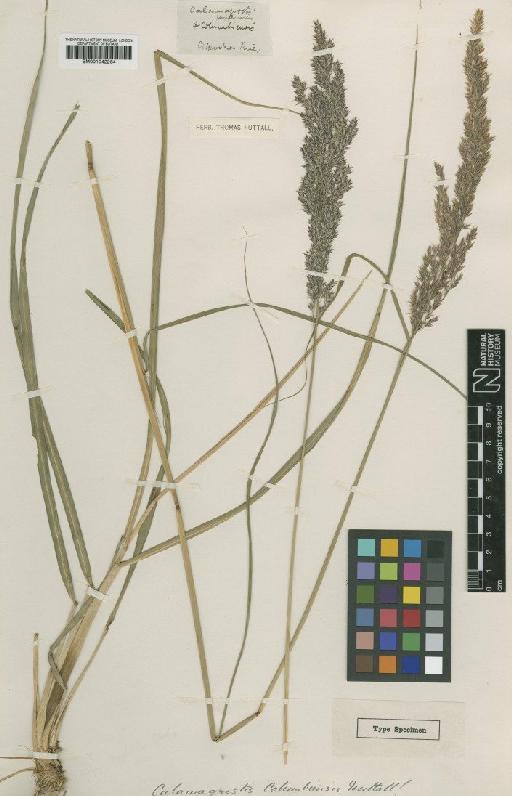 Calamagrostis canadensis (Michx.) P.Beauv. - BM001042264