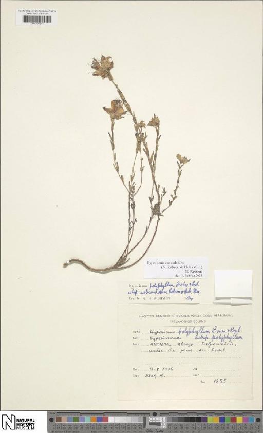 Hypericum auriculatum (N.Robson & Hub.-Mor.) N.Robson - BM001203216