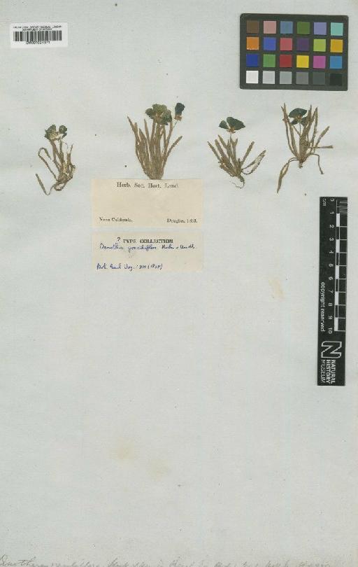 Oenothera graciliflora Hook. & Arn. - BM001024371
