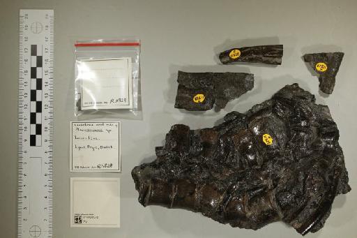 Plesiosauria de Blainville, 1835 - 010028075_L010221585