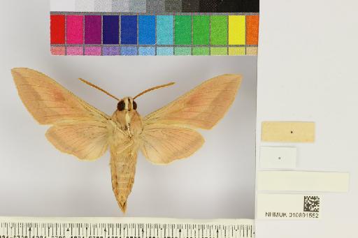 Hyles centralasiae (Staudinger, 1887) - NHMUK010891552_Hyles_centralasiae_ventral_and_labels.JPG