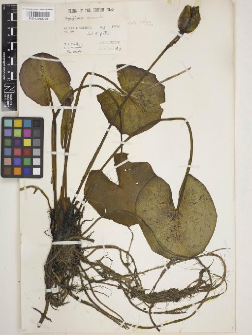 Nymphaea alba subsp. occidentalis (Ostenf.) Hyl. - 013863338