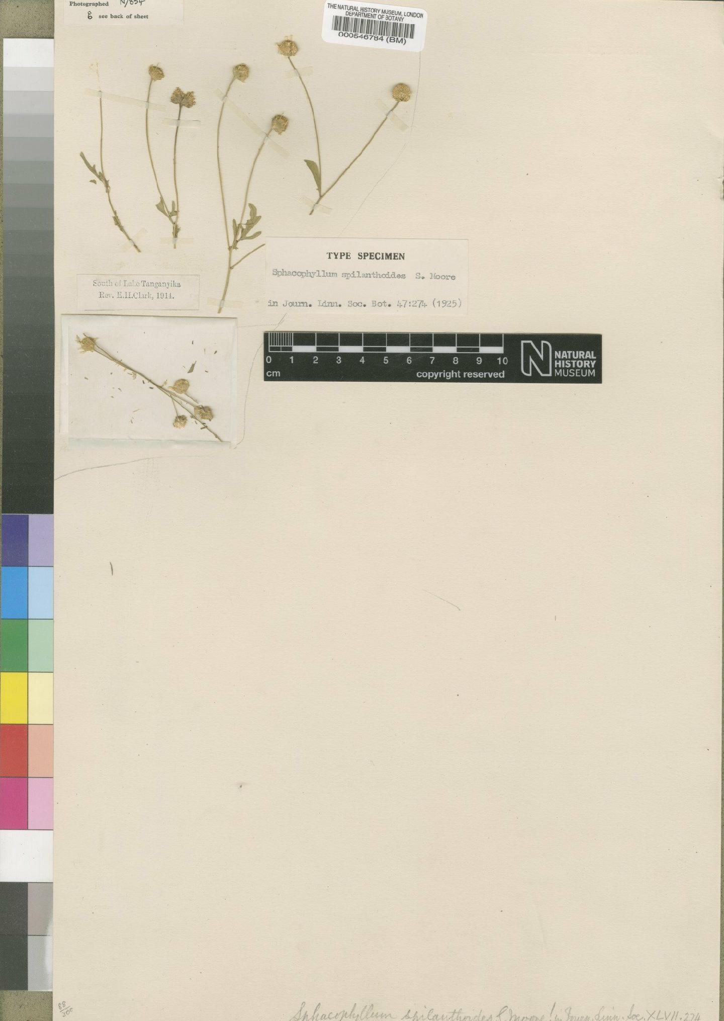To NHMUK collection (Anisopappus anemonifolius (DC.) Taylor; Holotype; NHMUK:ecatalogue:4528516)