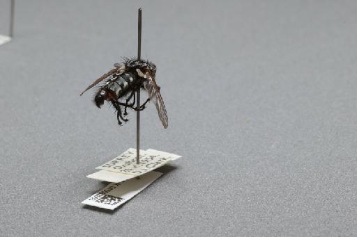 Sarcophaga (Rosellea) aratrix Pandelle, 1896 - 015092863_additional_1