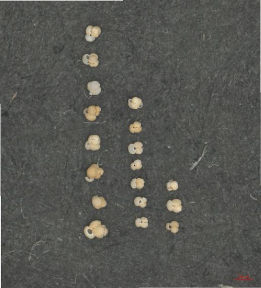Globigerinoides ruber (d'Orbigny) - ZF6276