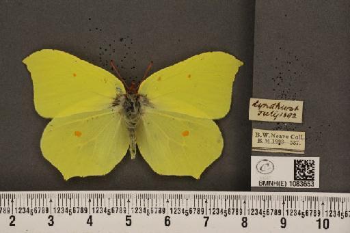 Gonepteryx rhamni rhamni Linnaeus, 1758 - BMNHE_1083653_63793