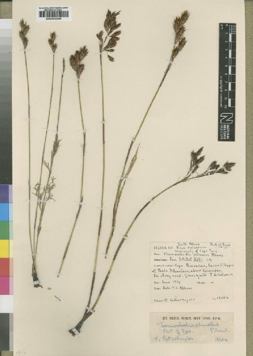 Thamnochortus guthrieae Pillans - BM000922385