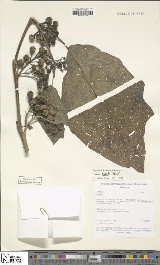 Solanum pluviale Standl. - BM001016926