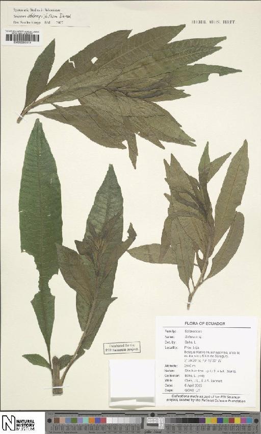 Solanum oblongifolium Dunal - BM000995313