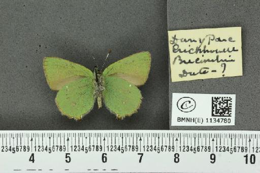 Callophrys rubi rubi (Linnaeus, 1758) - BMNHE_1134780_98127