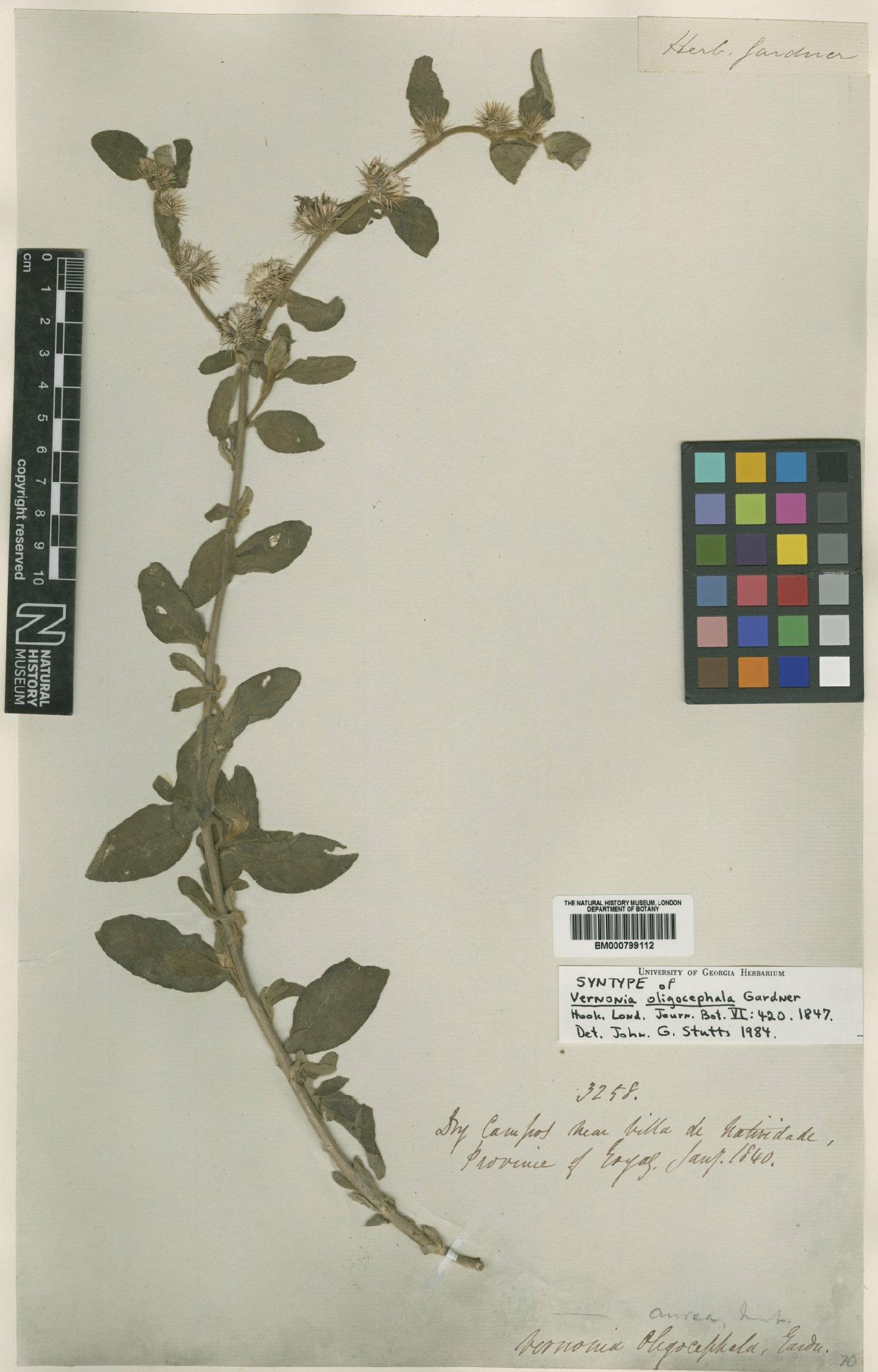To NHMUK collection (Vernonia aurea Mart. ex DC.; Syntype; NHMUK:ecatalogue:4991439)