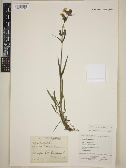 Silene viscaria (L.) Borkh. - BM013414780