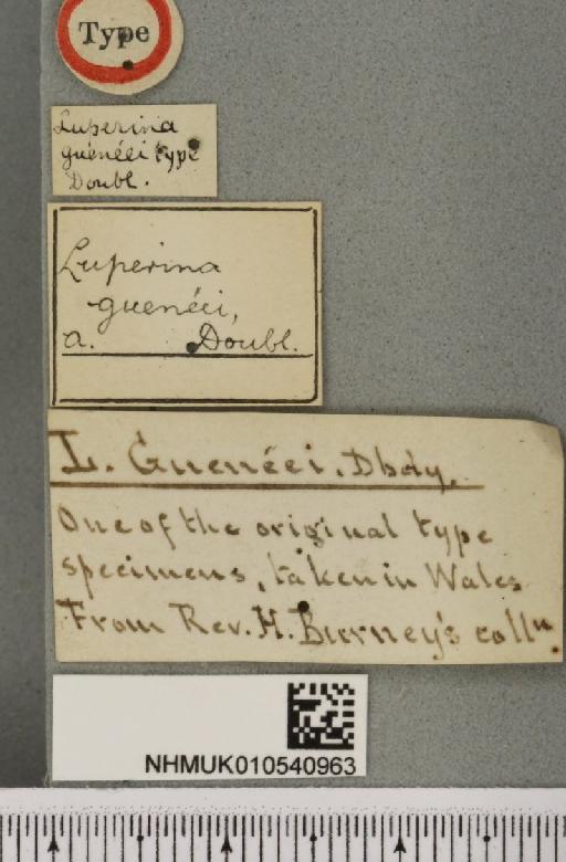 Luperina nickerlii gueneei Doubleday, 1864 - NHMUK_010540963_label_597501