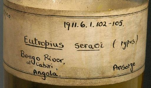 Eutropius seraoi Boulenger, 1910 - 1911.6.1.102-5; Eutropius seraoi; image of jar label; ACSI project image