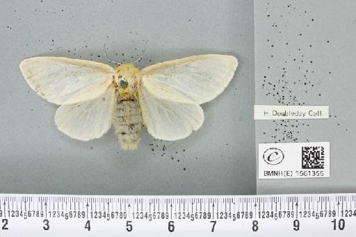 Leucoma salicis (Linnaeus, 1758) - BMNHE_1561355_250997