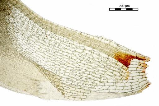 Mitthyridium constrictum (Sullivant) H.Rob. - Syrrhopodon constrictus var. tahiticus_BM000662377leafbase