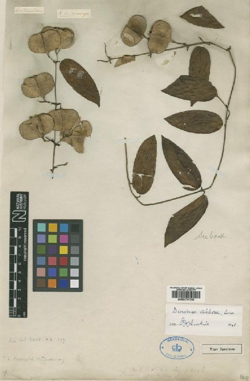 Dioscorea cirrhosa Lour. - BM000797358