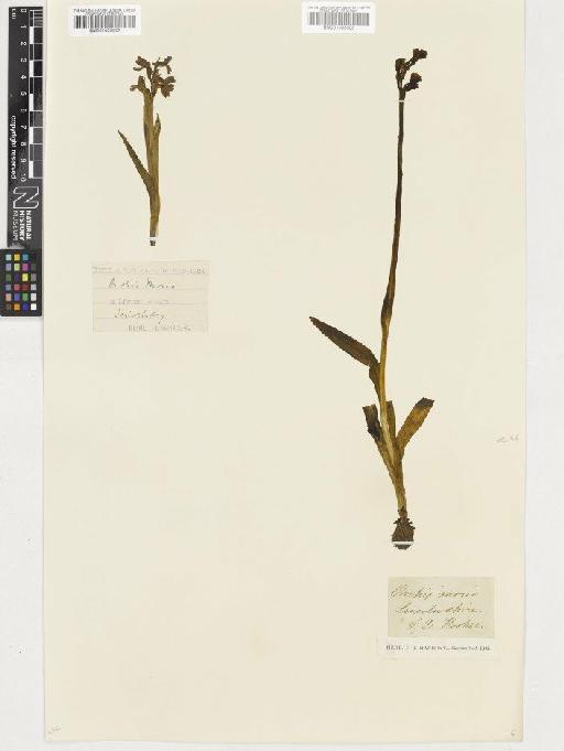 Anacamptis morio (L.) R.M.Bateman, Pridgeon & M.W.Chase - BM001055008