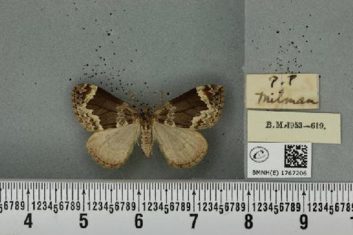 Dysstroma truncata truncata ab. albonigrata Lempke, 1949 - BMNHE_1767206_a_349339