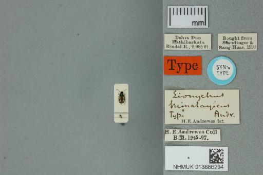 Lionychus himalayicus Andrewes, 1931 - 013886294_Lionychus_himalayicus_Type_dorsal_habitus_with_labels