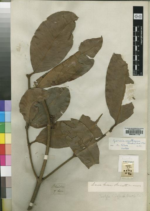 Garcinia smeathmannii (Planch. & Triana) Oliv. - BM000611793