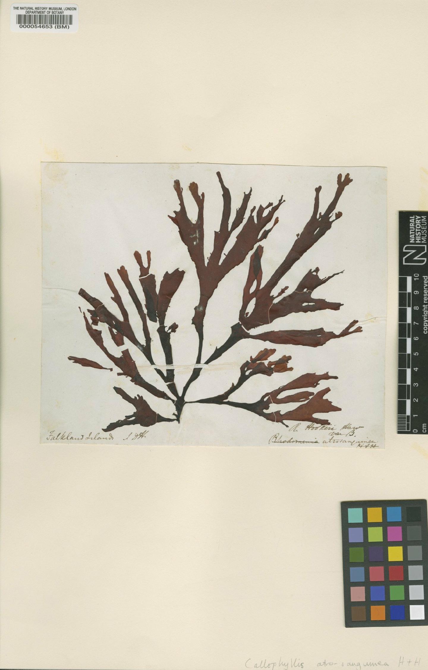 To NHMUK collection (Callophyllis atrosanguinea (Hooker & Harvey) Hariot; Syntype; NHMUK:ecatalogue:4780598)