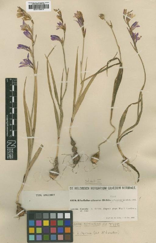 Gladiolus glaucus Heldr. ex Halácsy - BM001066639