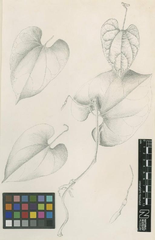 Aristolochia sprucei Mast. - BM000040884_a