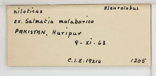 Aleurolobus marlatti Quaintance, 1903 - 013475336_additional