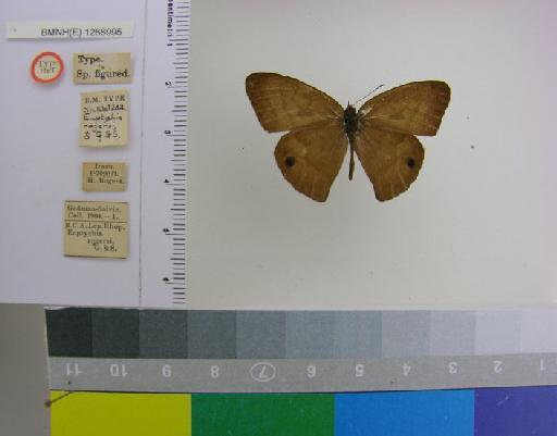Euptychia rogersi Godman & Salvin, 1878 - BMNH(E)_ 1266995_Cyllopsis_(Euptychia)_rogersi_Godman & Salvin_HT_male_ (1)