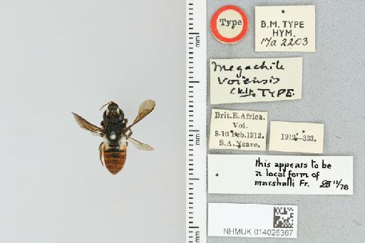 Chalicodoma voiensis (Cockerell, 1937) - 014026367_835584_1629726-