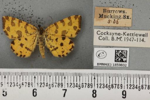 Pseudopanthera macularia (Linnaeus, 1758) - BMNHE_1859802_430139