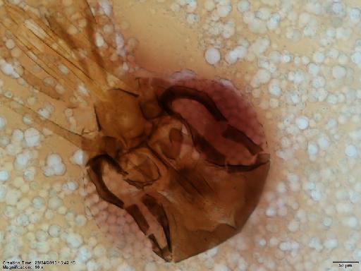 Lutzomyia (Nyssomyia) umbratilis Ward & Fraiha, 1977 - Lutzomyia_umbratilis-BMNH(E)1722058_PT-female_head-10x.tif