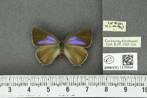 Neozephyrus quercus ab. caerulescens Lempke, 1936 - BMNHE_1135954_94048