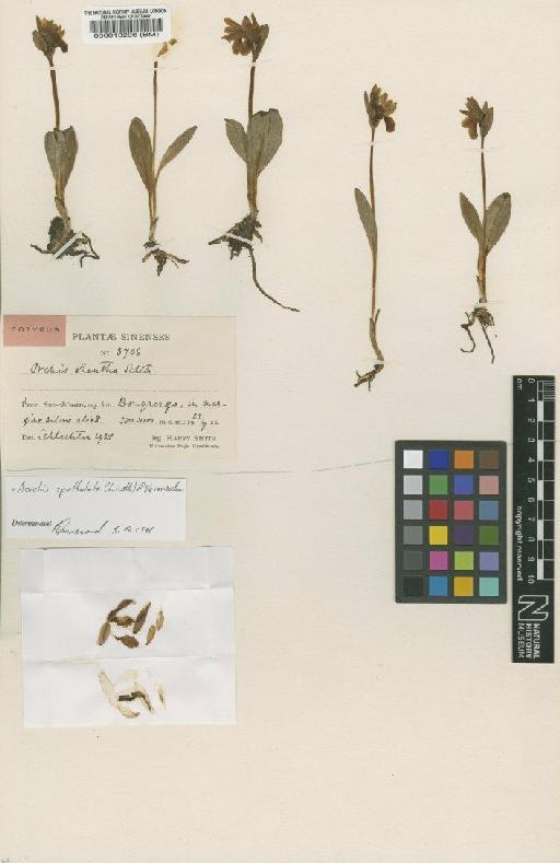 Galearis spathulata (Lindl.) P.F.Hunt - BM000013296