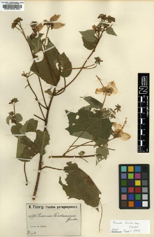 Pavonia hasleriana Chodat - BM000545808