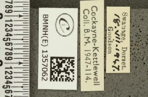 Thymelicus acteon ab. virescens Tutt, 1906 - BMNHE_1357062_label_157220
