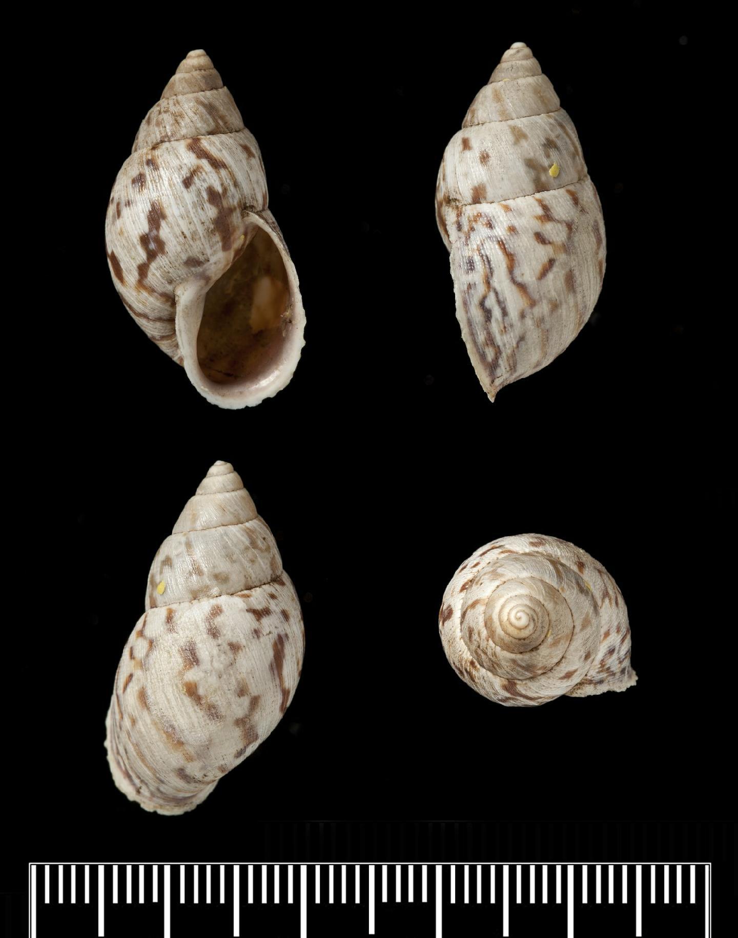 To NHMUK collection (Bulimus aquilus Reeve, 1848; LECTOTYPE; NHMUK:ecatalogue:3506855)