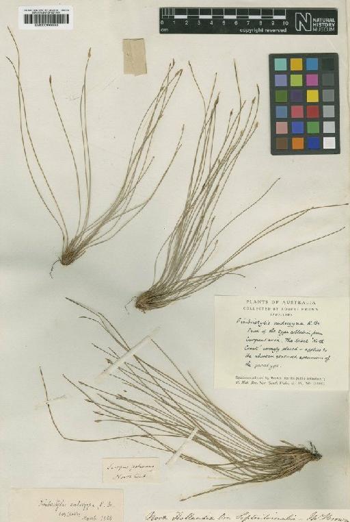 Fimbristylis denudata R.Br. - BM000990863