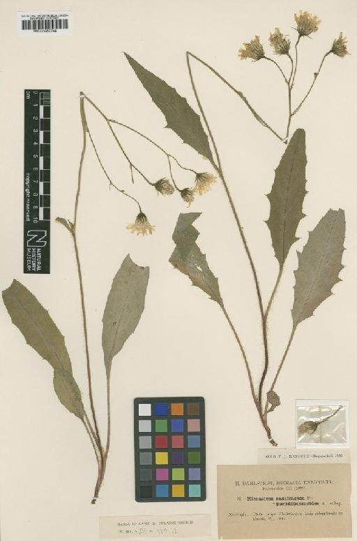 Hieracium saxifragum subsp. pseudosmoides Dahlst. - BM001050748